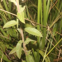 Blumea hieraciifolia var. flexuosa (C.B.Clarke) Randeria